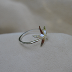 Le Trio Signature Luda – Étoile de Mer