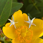 Boucles d'oreilles - Étoile de mer
