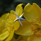 Boucles d'oreilles - Étoile de mer