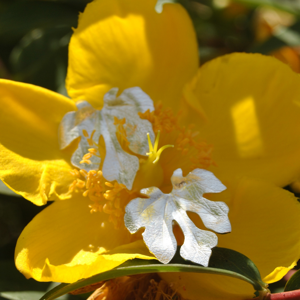 Boucles d’oreilles - Feuille de figuier