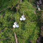 Boucles d'oreilles - Virginiana